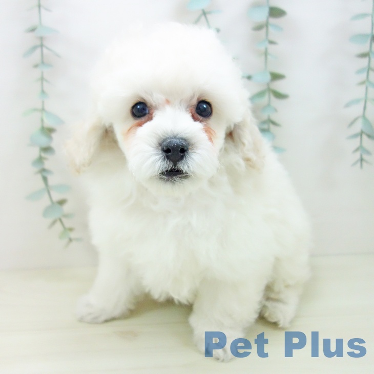 トイ・プードル