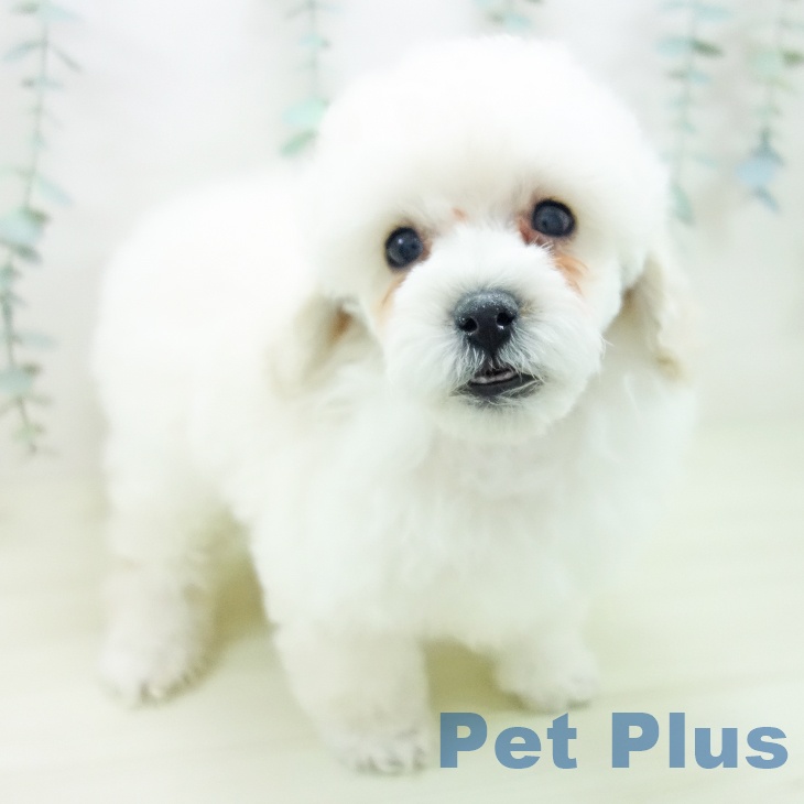 トイ・プードルの写真2