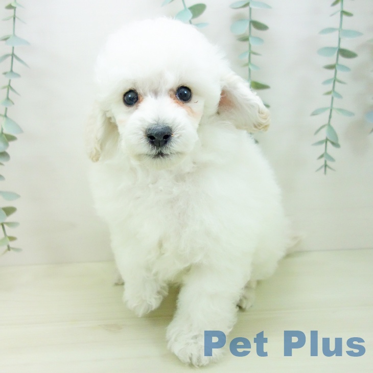 トイ・プードル