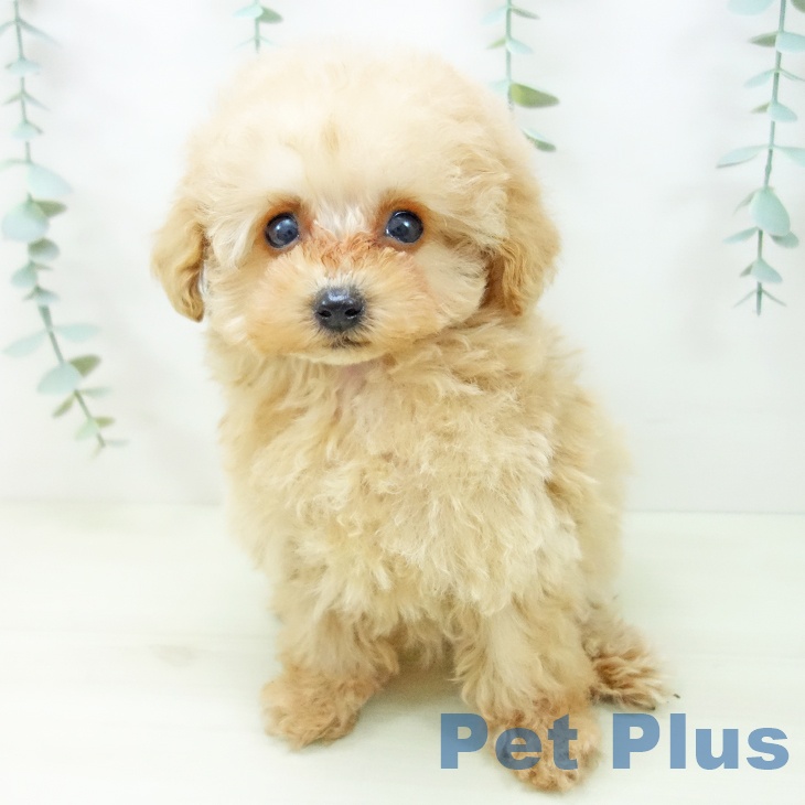 トイ・プードル