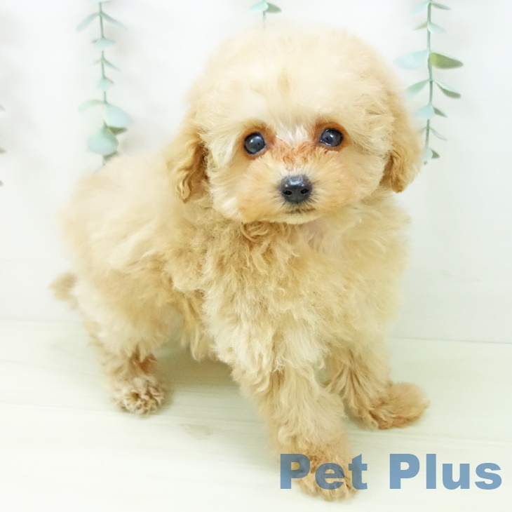 トイ・プードルの写真2