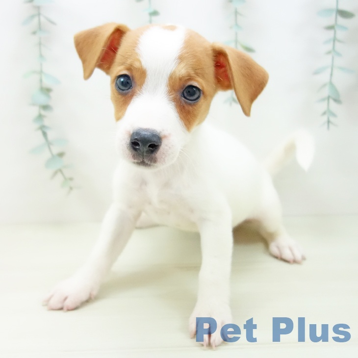 ジャック・ラッセル・テリア