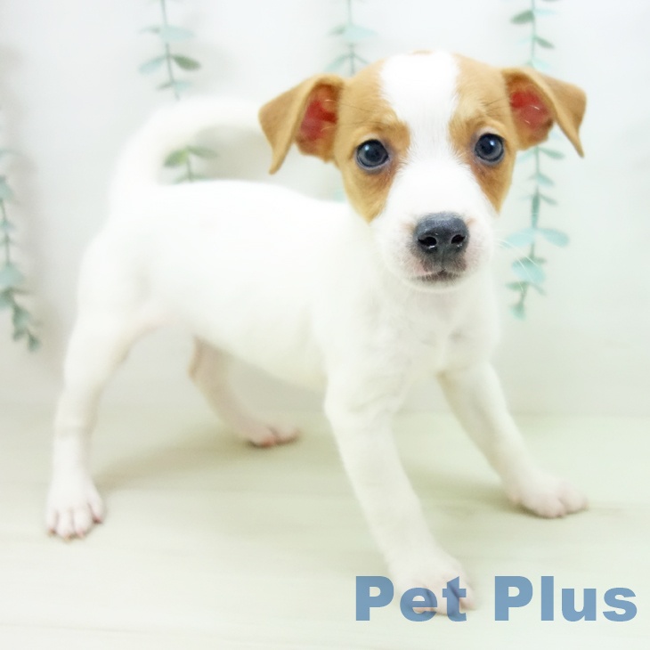 ジャック・ラッセル・テリアの写真2