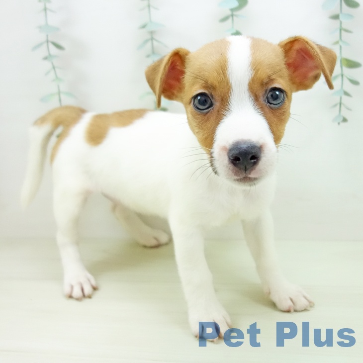 ジャック・ラッセル・テリア