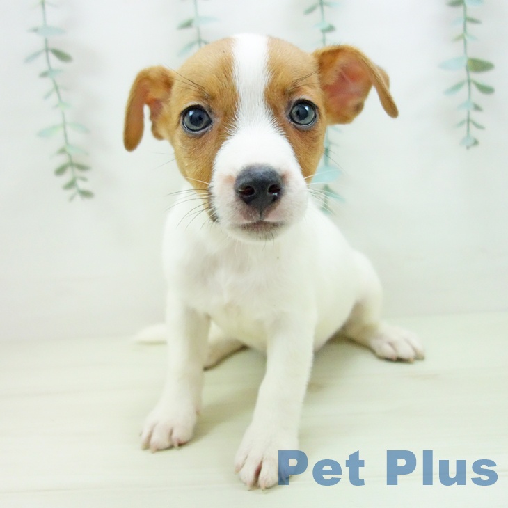 ジャック・ラッセル・テリアの写真2