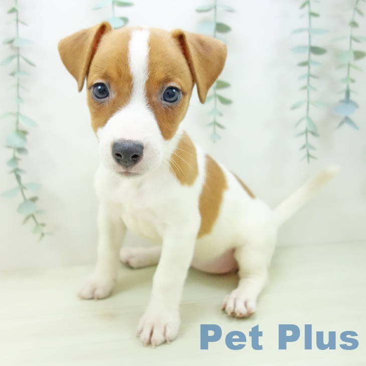 ジャック・ラッセル・テリア