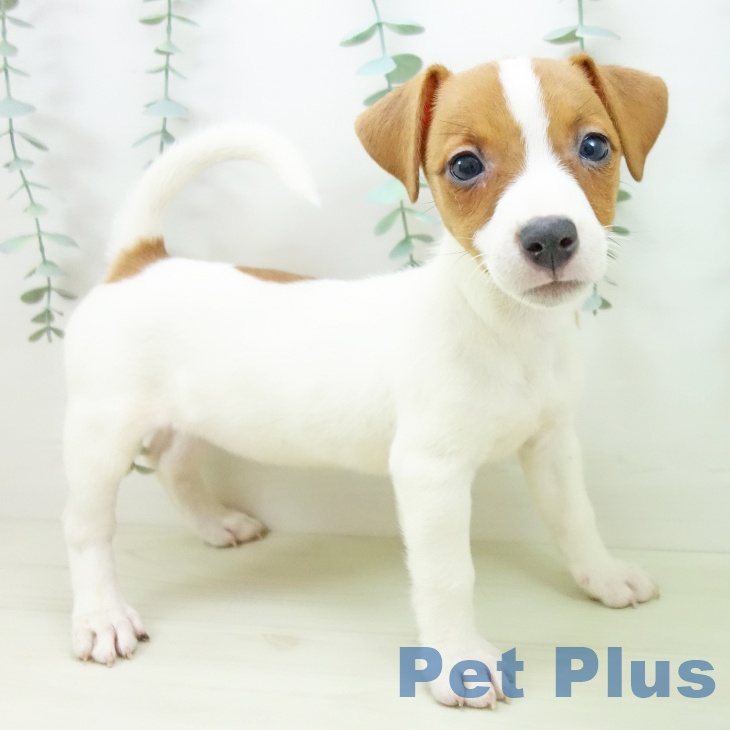 ジャック・ラッセル・テリアの写真2