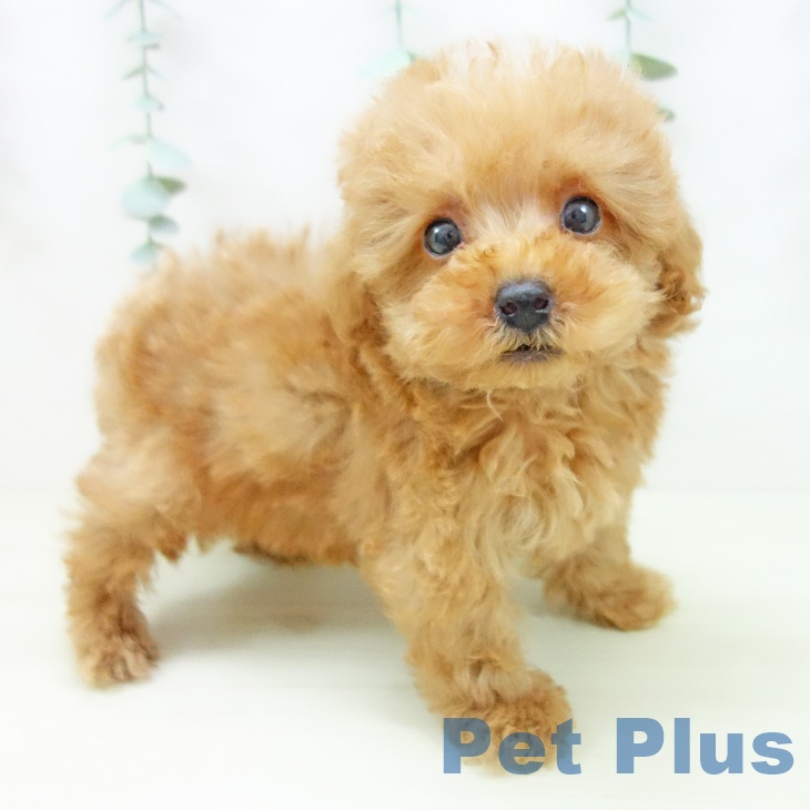 トイ・プードル