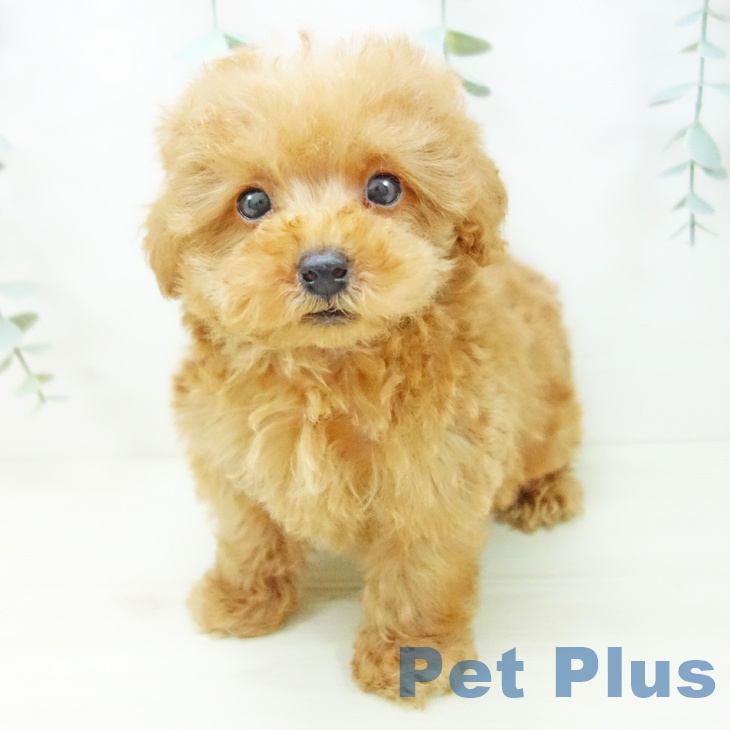 トイ・プードルの写真2