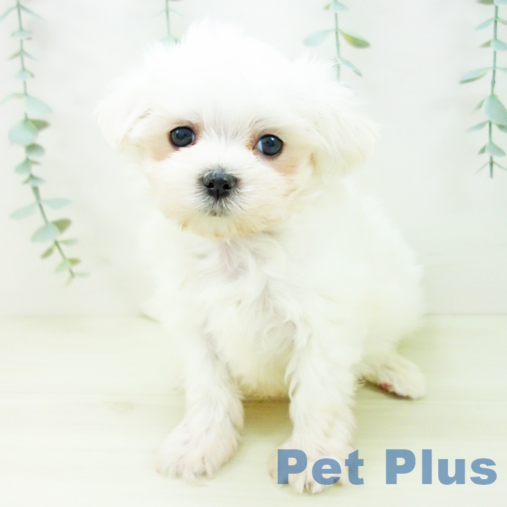 マルチーズの写真2