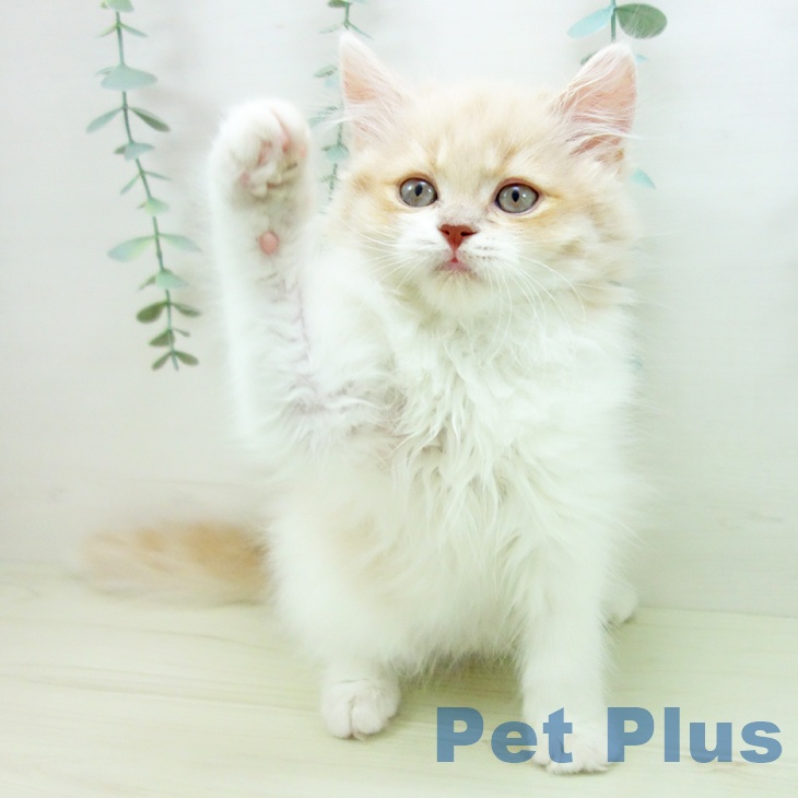 スコティッシュフォールド