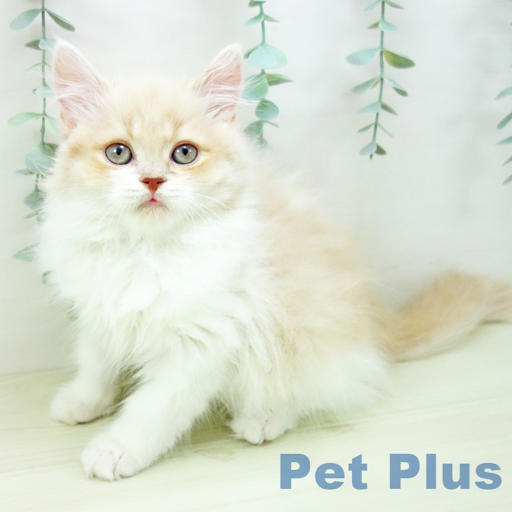 スコティッシュフォールドの写真2