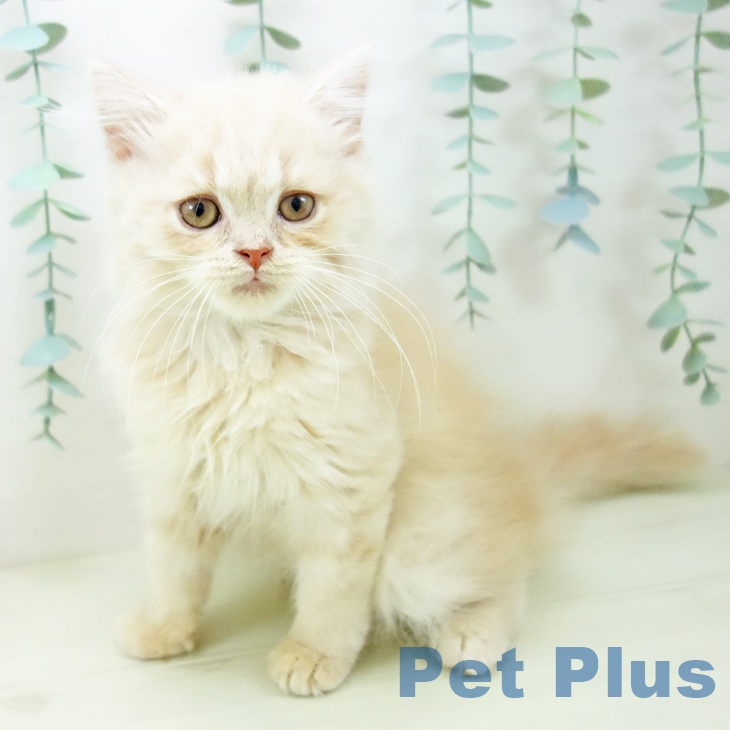 スコティッシュフォールド