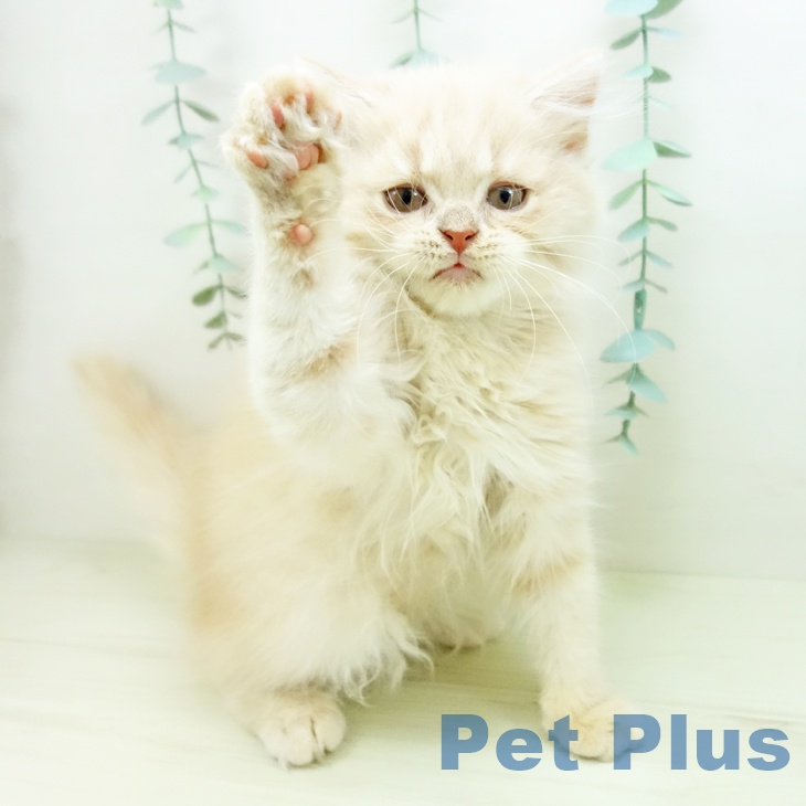 スコティッシュフォールドの写真2