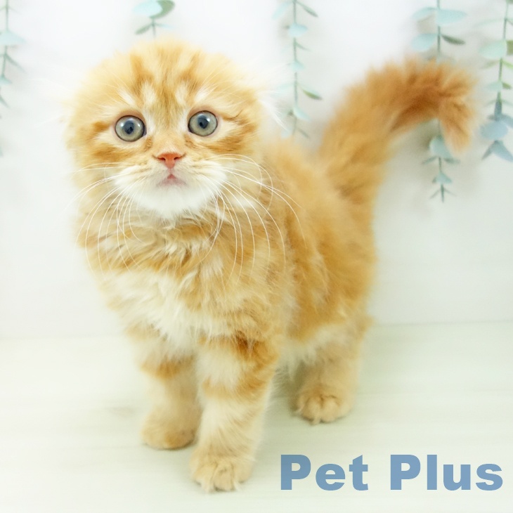 スコティッシュフォールド