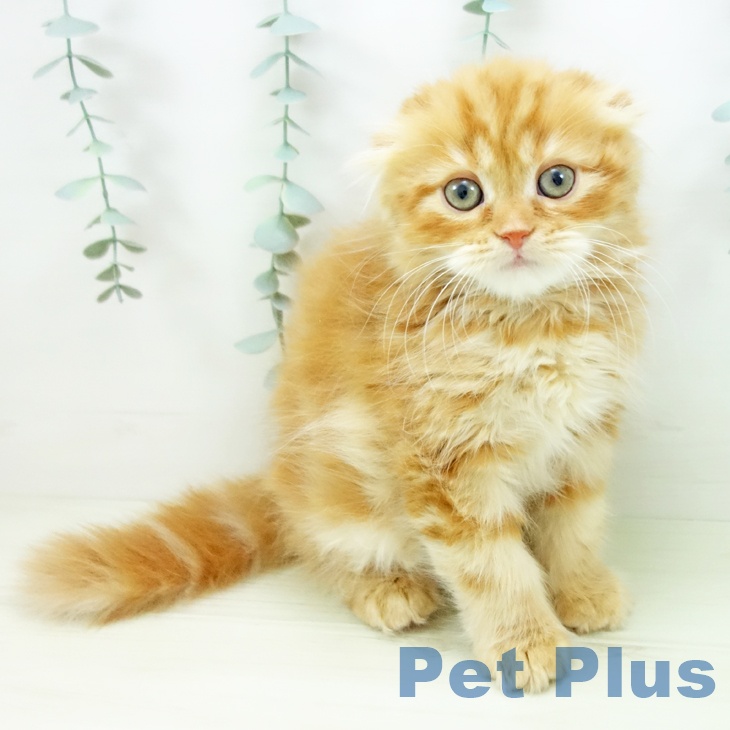 スコティッシュフォールドの写真2