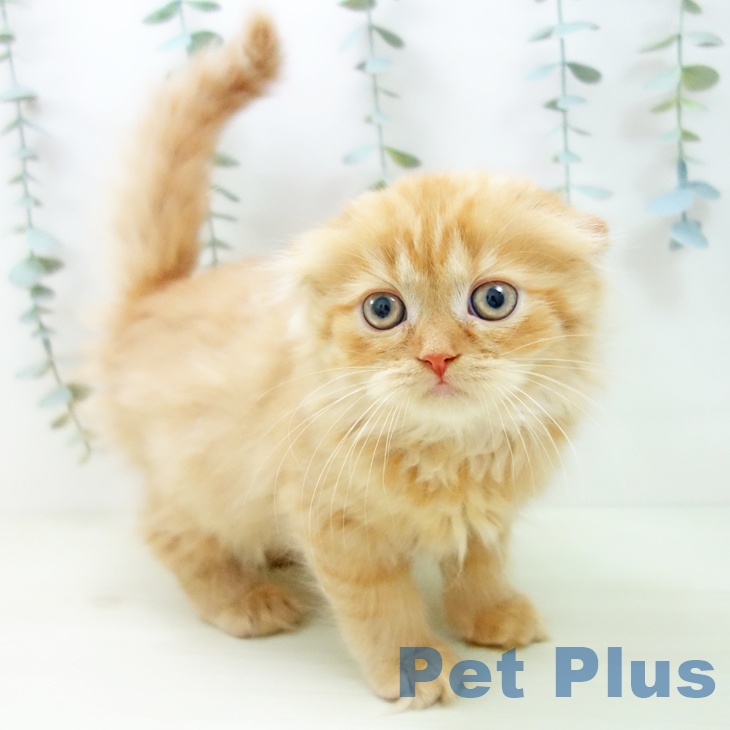 スコティッシュフォールド