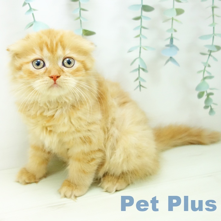 スコティッシュフォールドの写真2