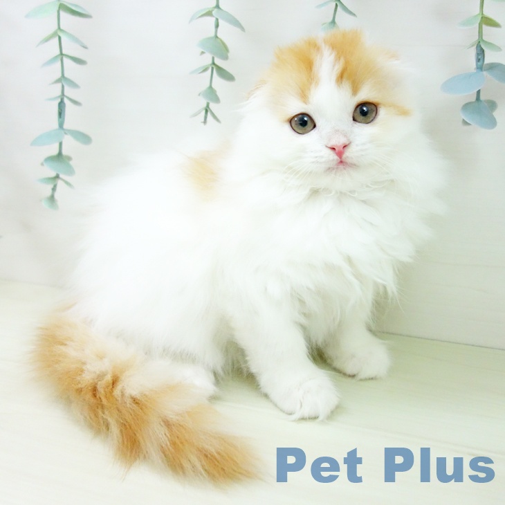 スコティッシュフォールド