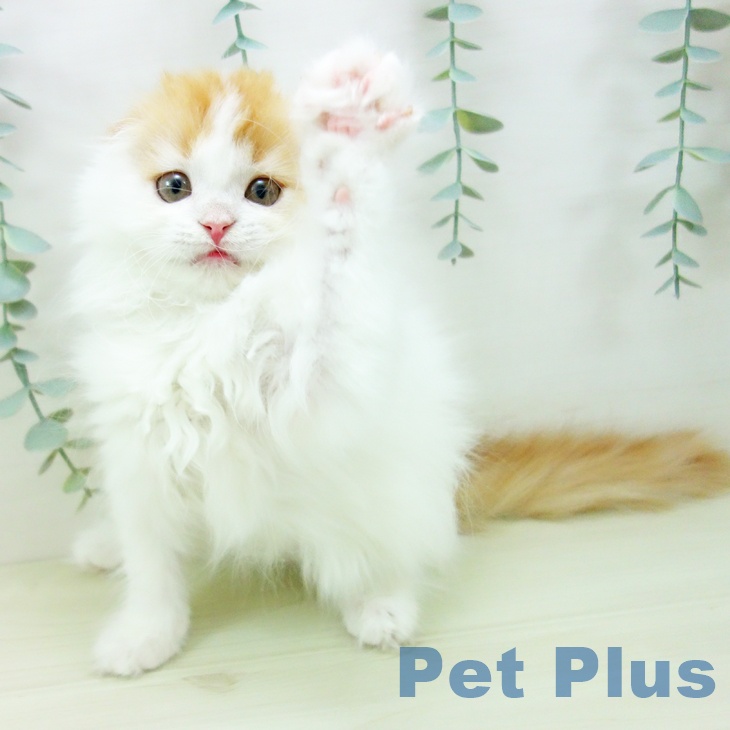 スコティッシュフォールドの写真2