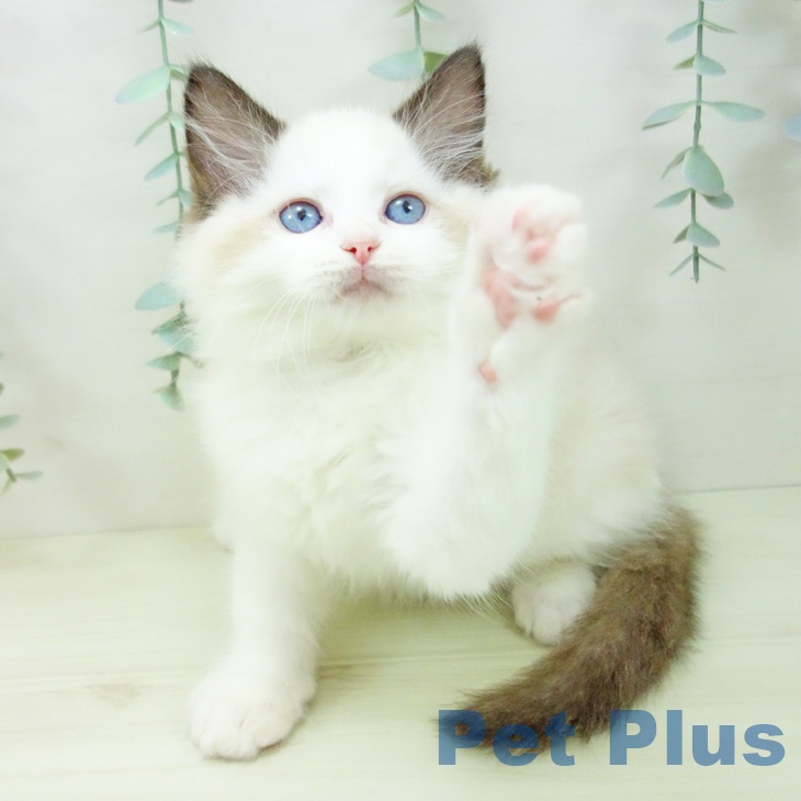 ラグドールの写真2