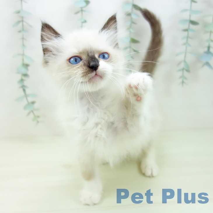 ラグドールの写真2