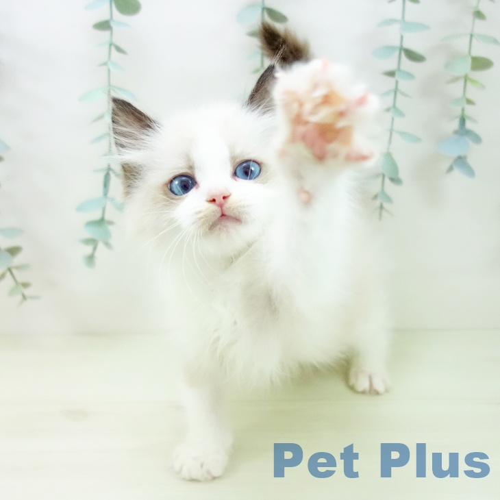 ラグドールの写真2