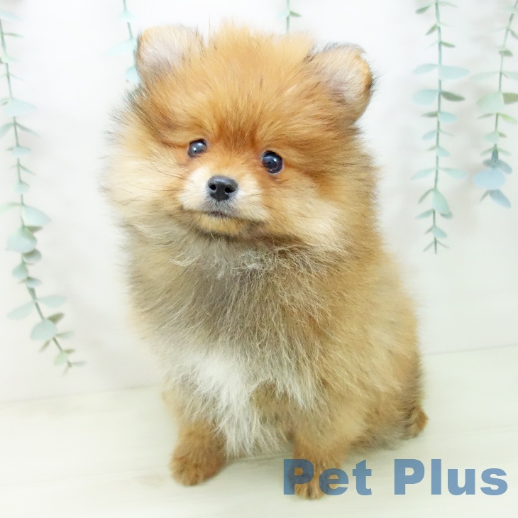 ポメラニアンの写真2