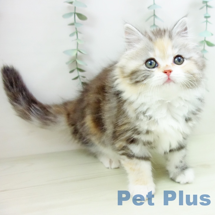 サイベリアンの写真2