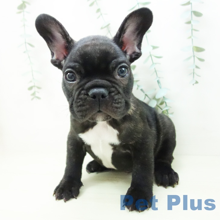 フレンチ・ブルドッグ