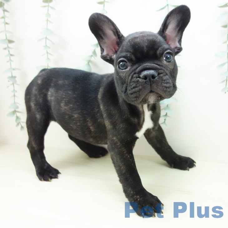 フレンチ・ブルドッグの写真2