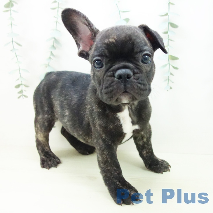 フレンチ・ブルドッグ