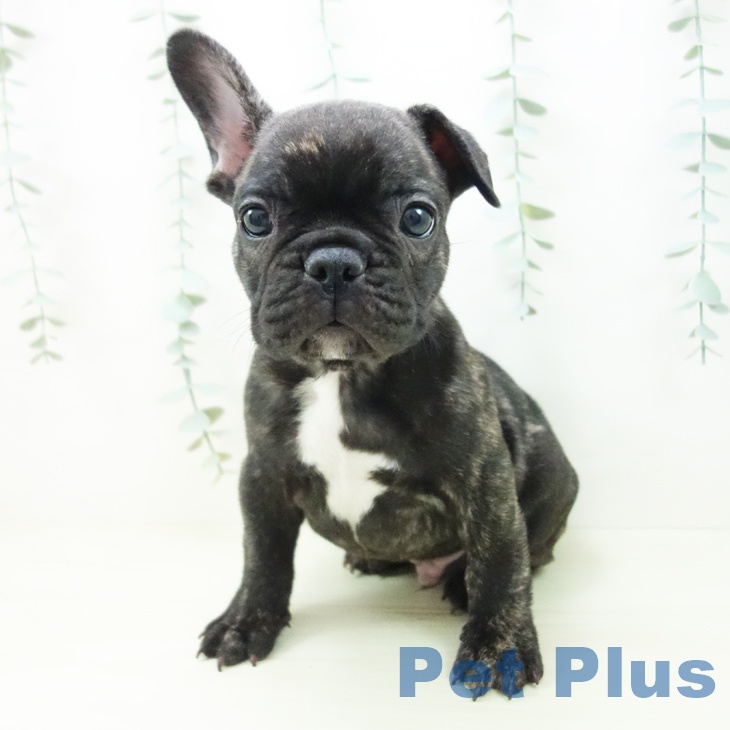 フレンチ・ブルドッグの写真2