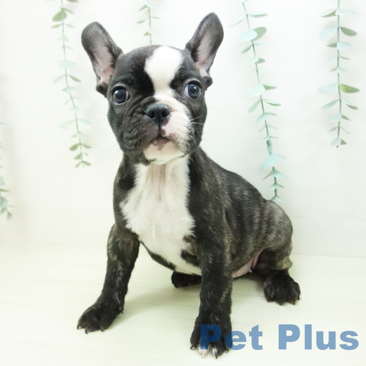 フレンチ・ブルドッグの写真2