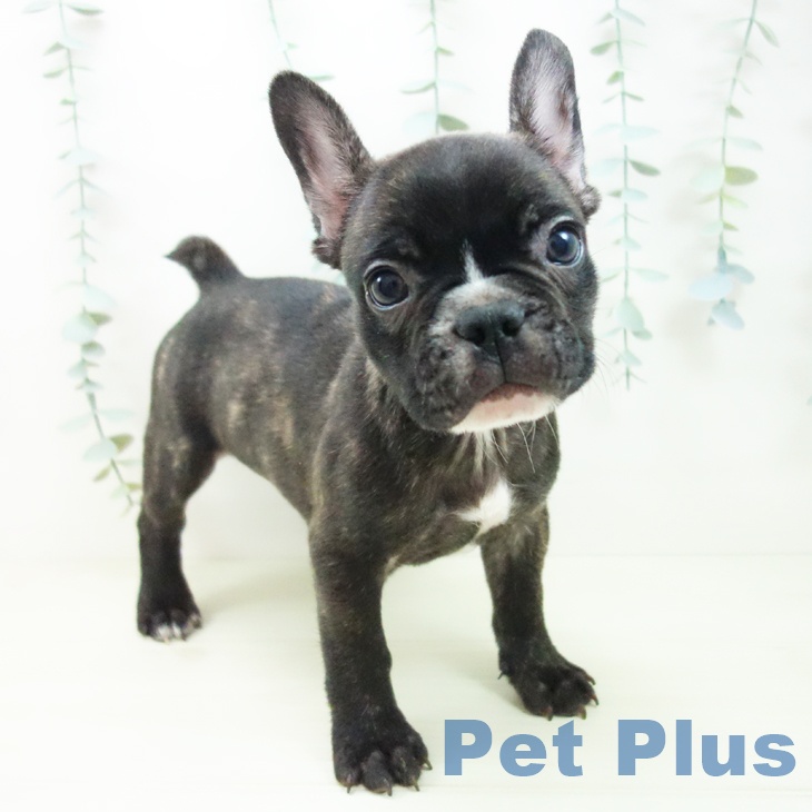 フレンチ・ブルドッグ