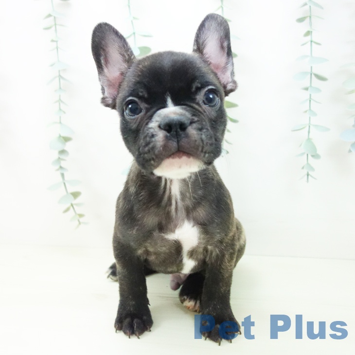 フレンチ・ブルドッグの写真2