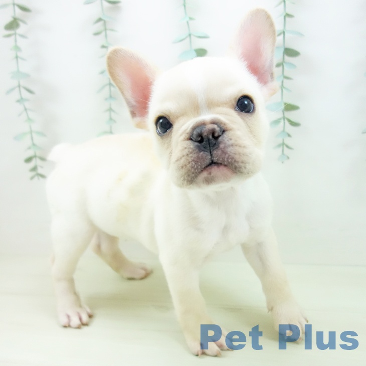 フレンチ・ブルドッグ