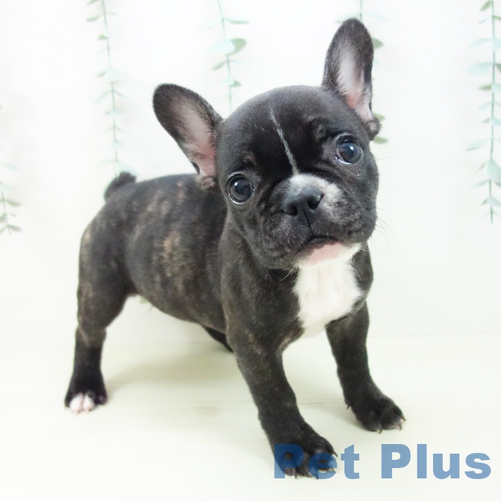 フレンチ・ブルドッグ