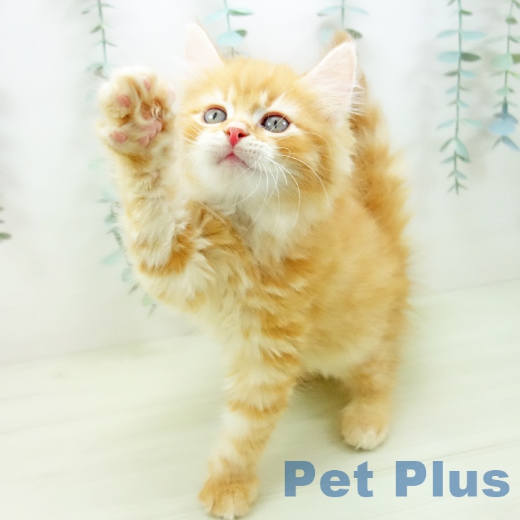 サイベリアンの写真2