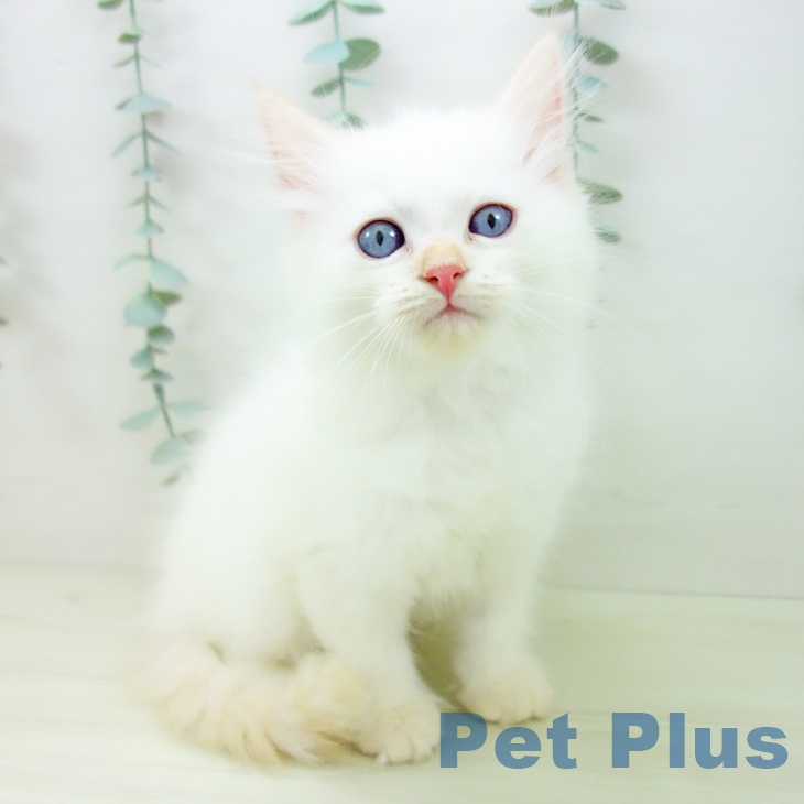 サイベリアンの写真2