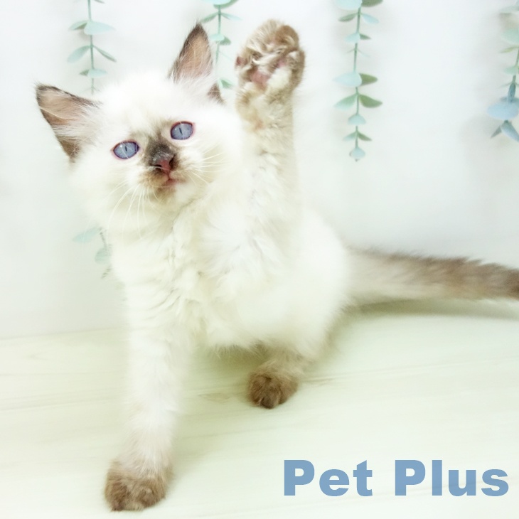 サイベリアンの写真2