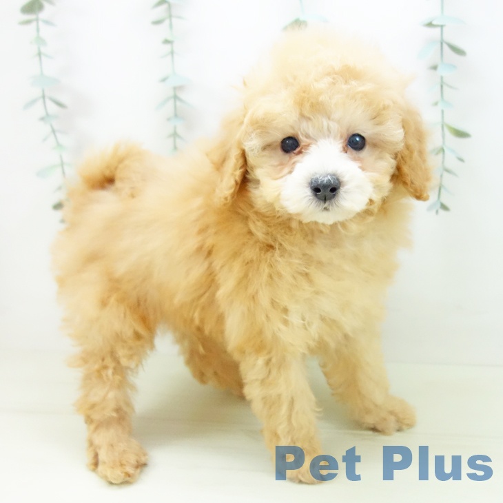 トイ・プードル