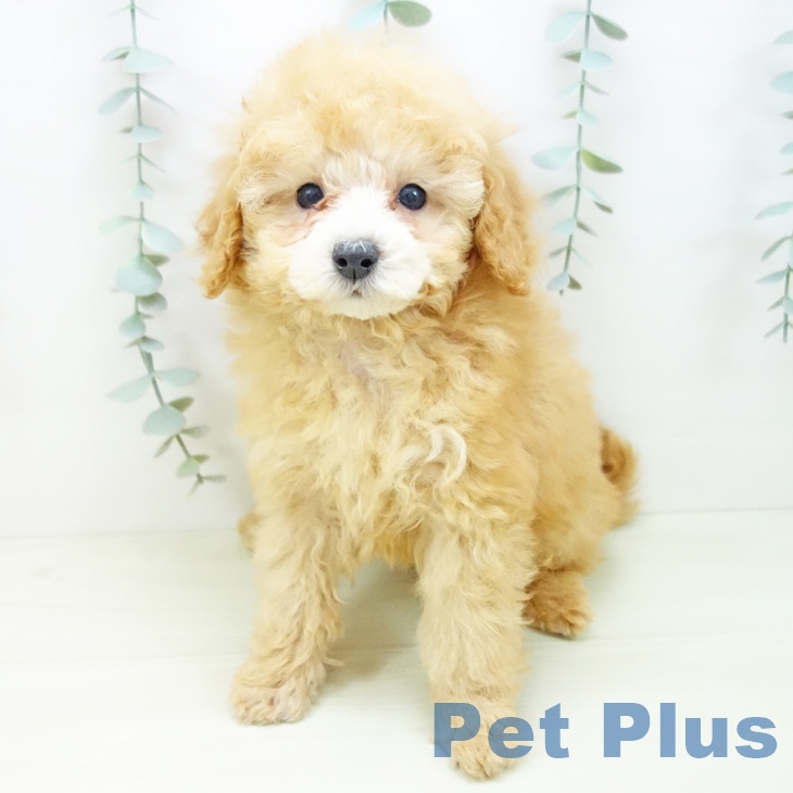 トイ・プードルの写真2