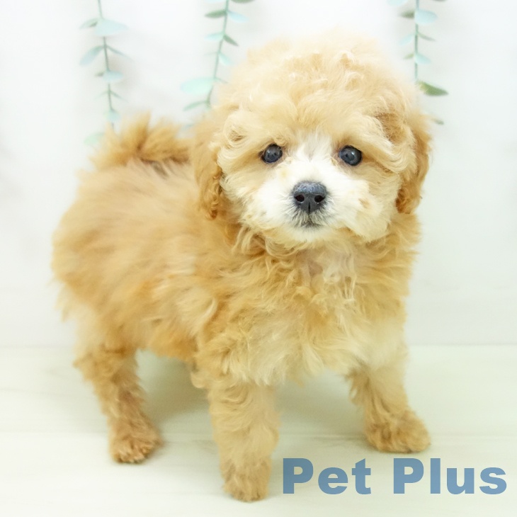 トイ・プードル