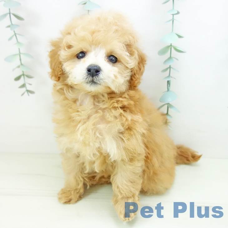 トイ・プードル