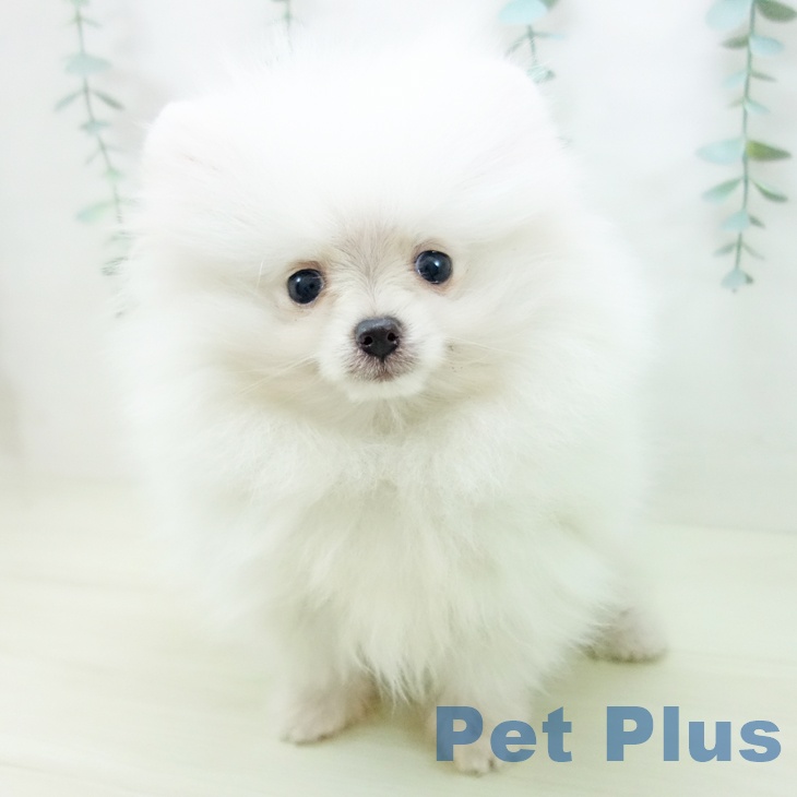 ポメラニアンの写真2