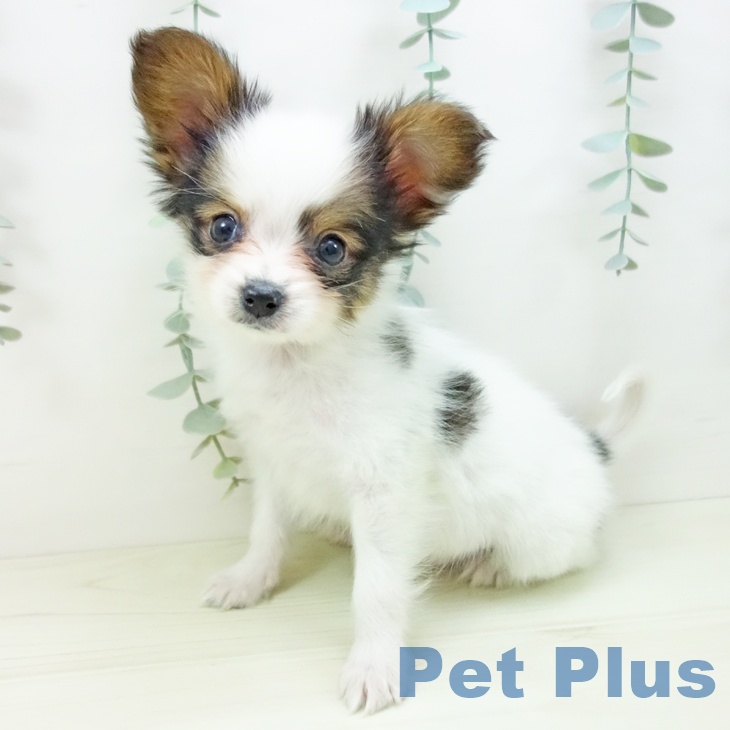 パピヨンの写真2