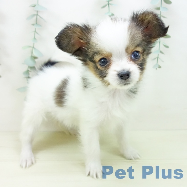 パピヨンの写真2