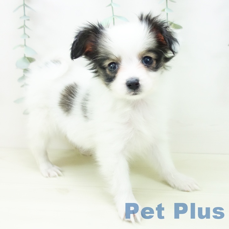 パピヨンの写真2