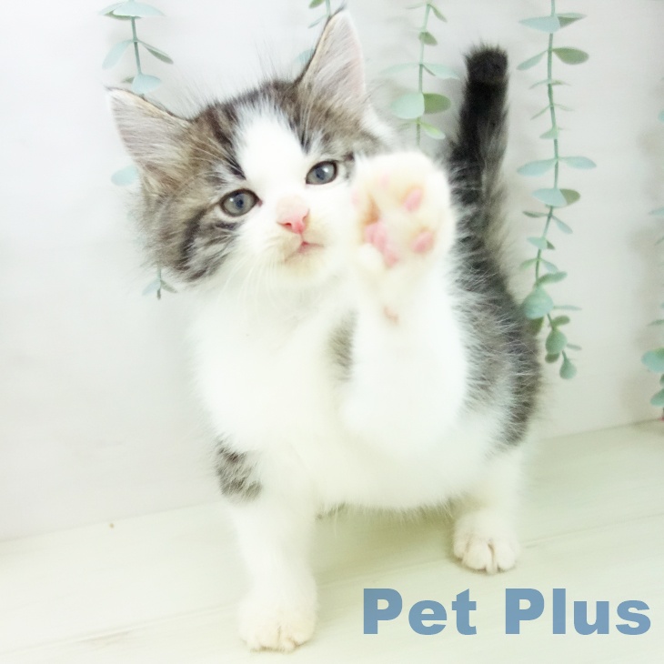 ノルウェージャンフォレストキャットの写真2